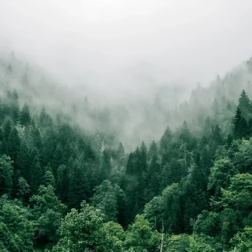 Growing EcoArb's Online Reach: A Focus on Performance and SEO 4 ecoarb header image seo